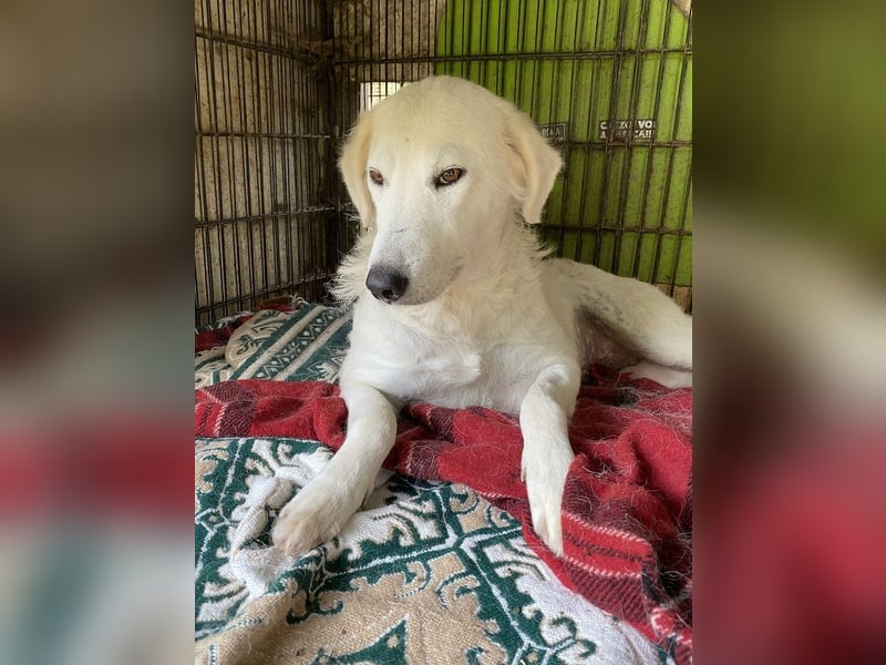 Numa - Gesucht: warmes Plätzchen, um aufzutauen