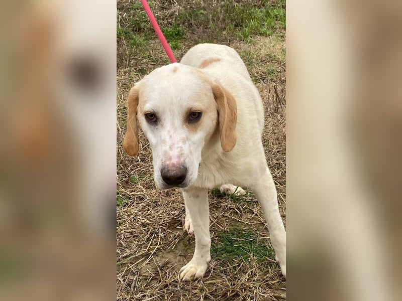 Deddy -  Mit neugierigen Pfoten ins Leben