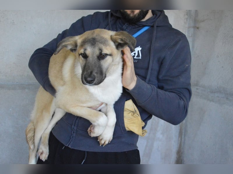 Quivira - Kleines Hundekind, was nun?