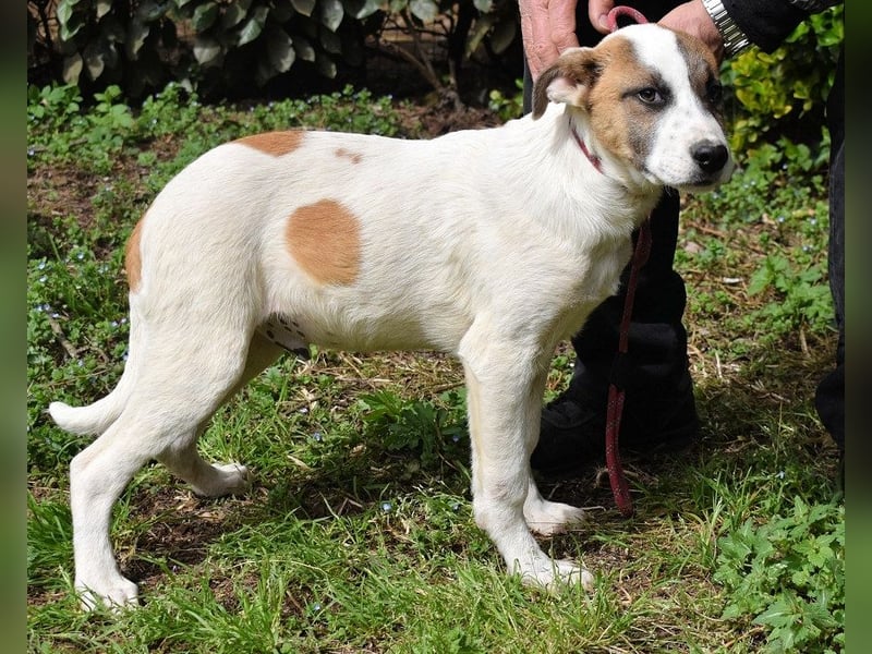 Elenio - SOS - Dringend Zuhause gesucht - Ein leuchtendes Fellknäuel