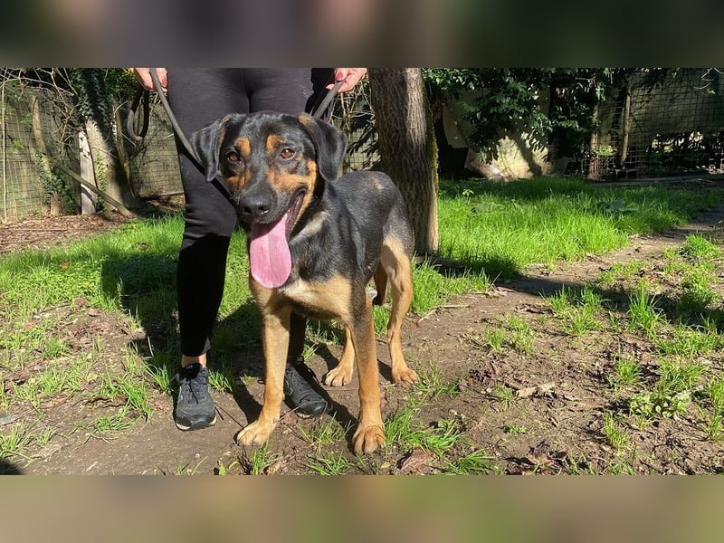 Robin - (Dringend Zuhause oder Pflegestelle gesucht) Ein unbeschriebenes Blatt...