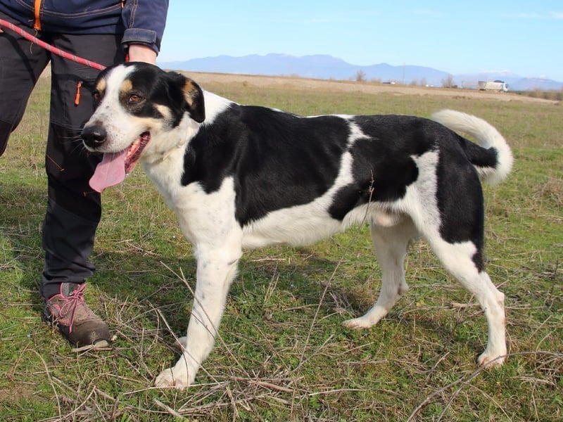 Lillo - Intelligentes Energiebündel sucht Sportsfreunde