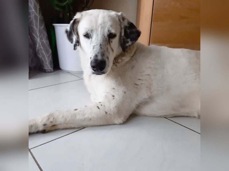 Gina - SOS - Dringend neues Zuhause oder Pflegestelle gesucht - Auch sie droht alles zu verlieren