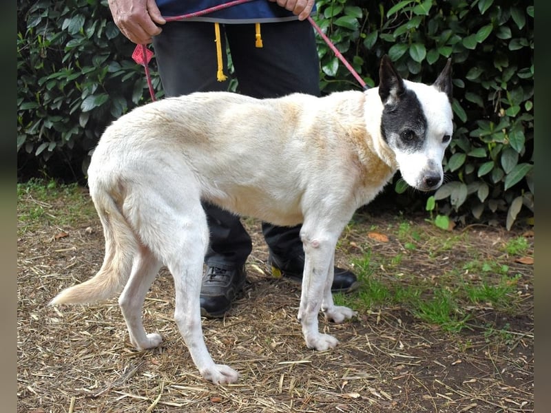 Camellia - Notfall - Was wäre gewesen, wenn ...