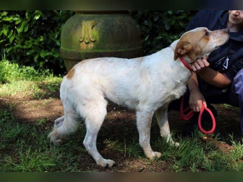 Zoilo - Z wie Zuckersüß und Zauberhaft