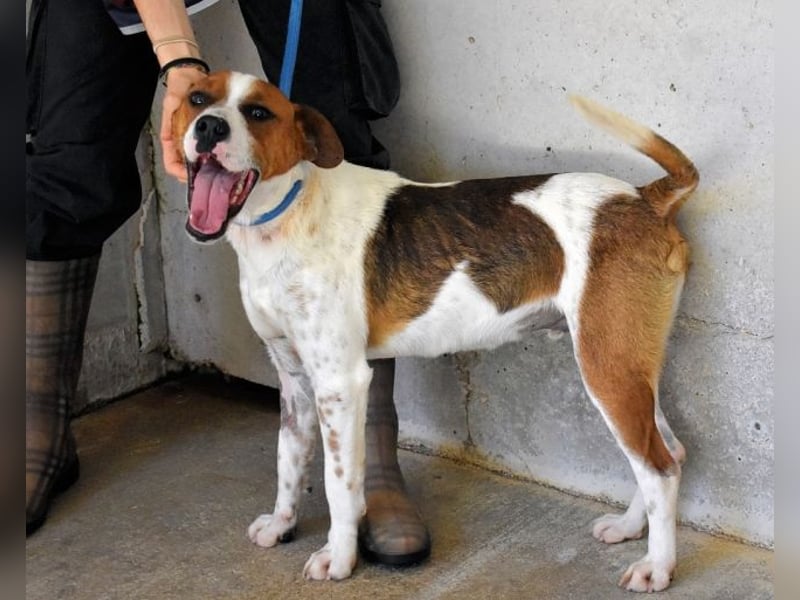 Olli - Quirliges Hundekind braucht dringend Familie
