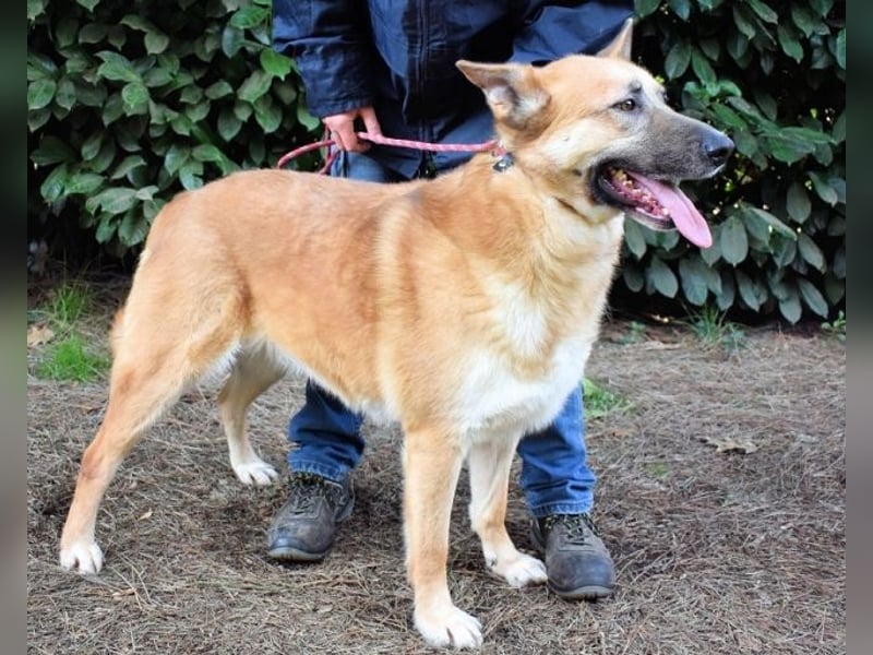 Oddy - Der "Seltsame" mit den Bernsteinaugen