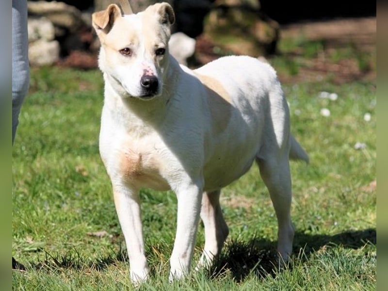 Ivetta - Hat ihr Herz zu verschenken