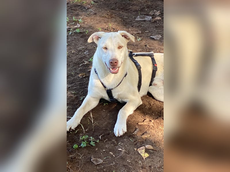 Titanio - er findet seinen Weg