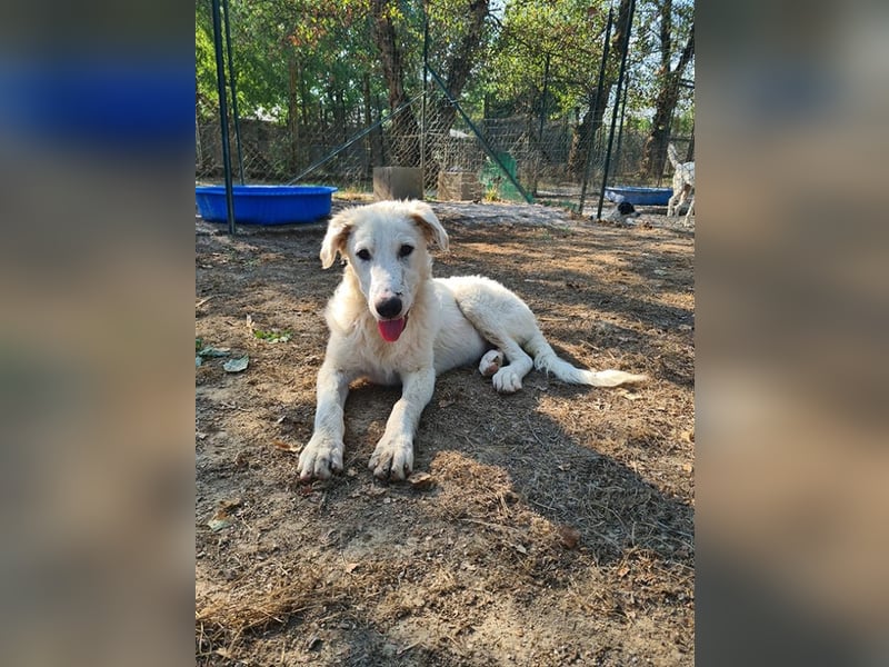 Tonia - (Dringend Pflegestelle oder Zuhause gesucht) Bereit Herzen im Sturm zu erobern