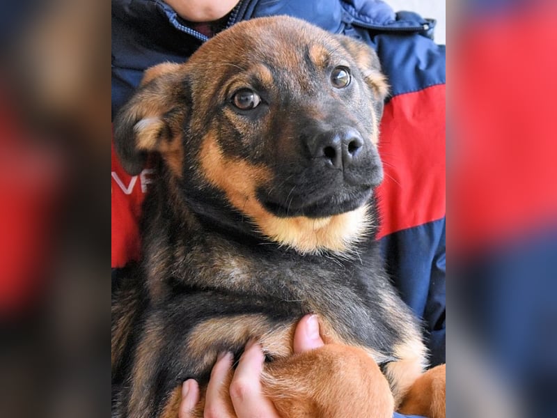 Alvis - Zurückgelassen mit nichts als Hoffnung