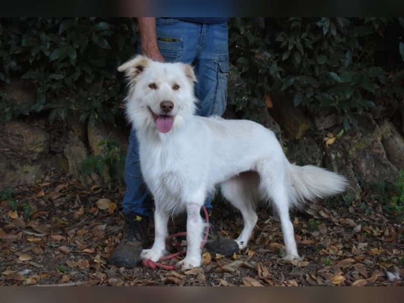 Roxanna - Die Ware Hund