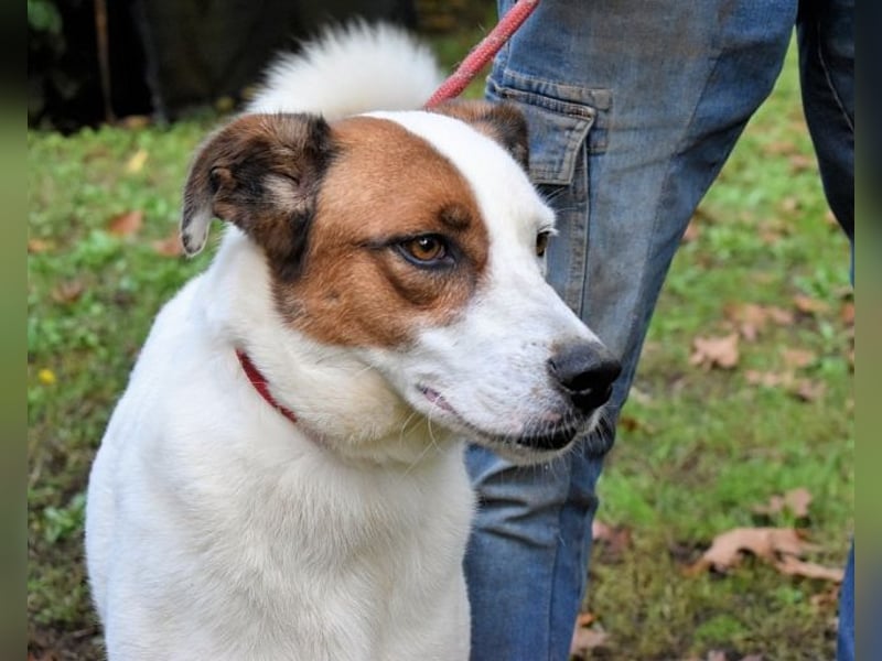 Miah - wohn"haft" in einem Hundelager