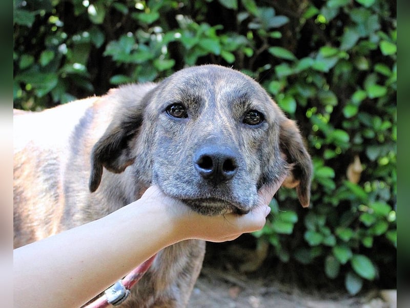 Ulick - hat alles verloren