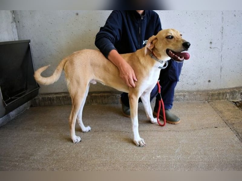 Wiper - Möchte die Welt im Sturm erobern