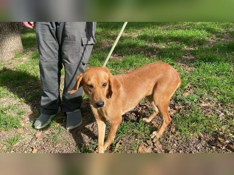 Yamina - (Dringend Pflegestelle oder Zuhause gesucht) wie bei Hänsel und Gretel - nur schlimmer