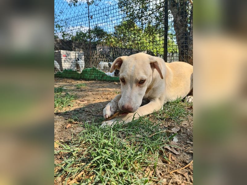 Titanio - (Dringend Pflegestelle oder Zuhause gesucht) Bereit Herzen im Sturm zu erobern