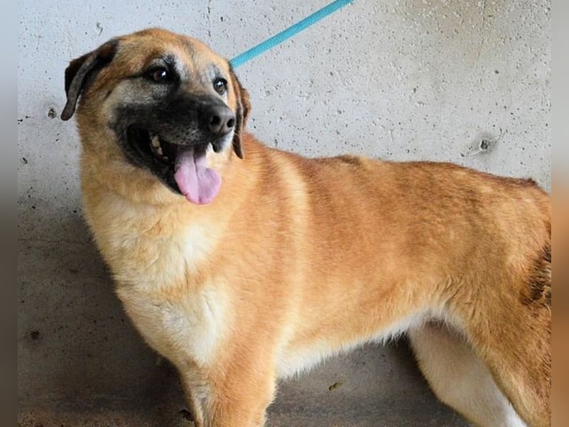 Astrea - Eine Hündin, die nach den Sternen greift