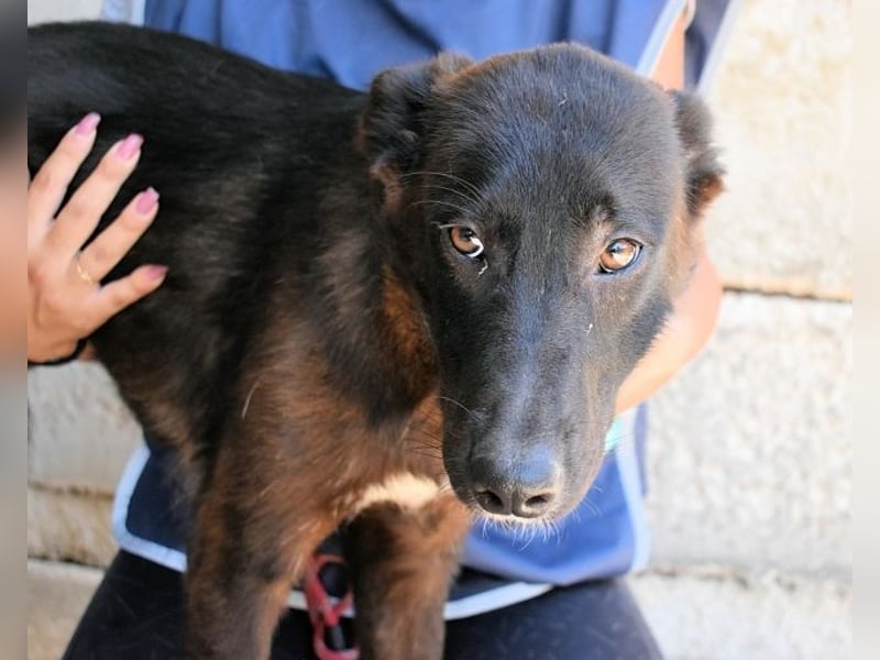 Ouzo - "Und wenn sie nicht weg sind......