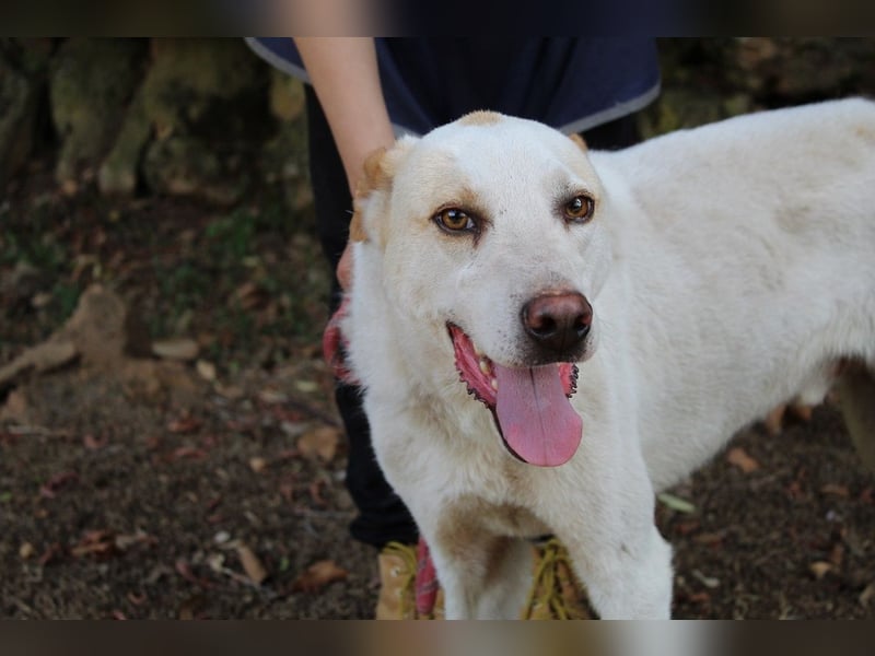 Ludoviko - Gipfelstürmer