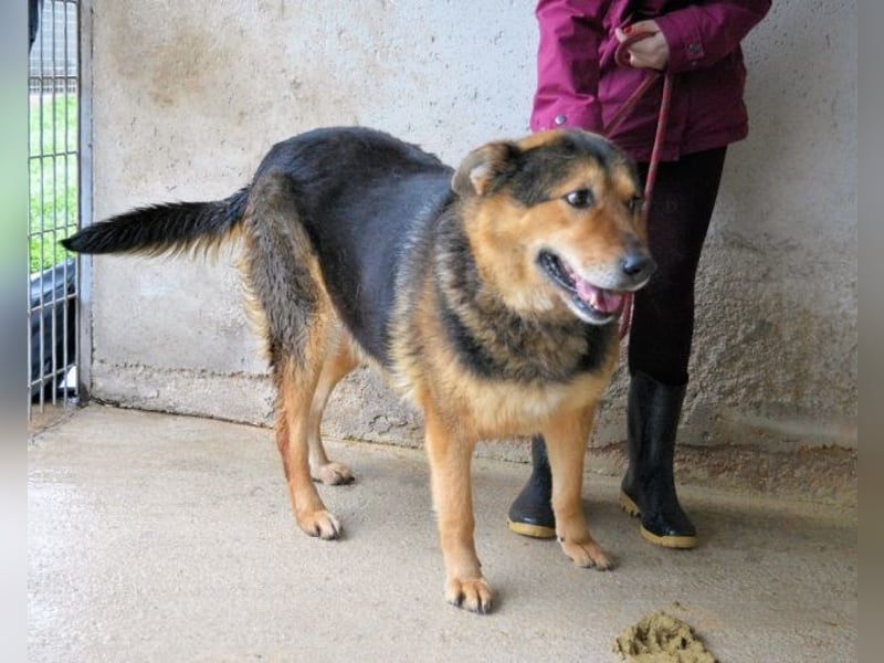 Annalise - Eine liebevolle Gefährtin sucht ihren Menschen Annalise - Eine liebevolle Gefährtin sucht ihren Menschen