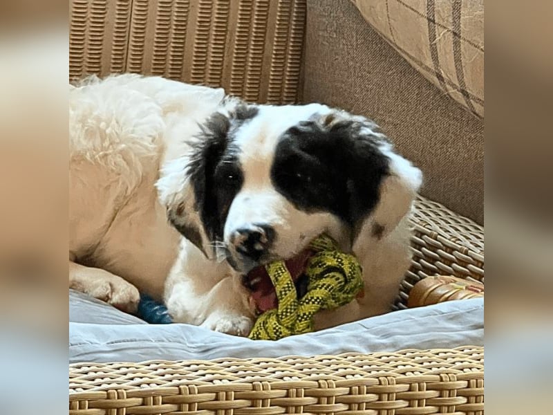 Ingo -  Neunmal werden wir noch wach...