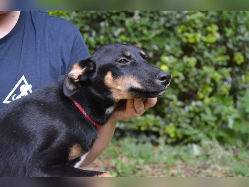 Drifa - vorsichtiges Hundemädchen auf der Suche nach Geborgenheit