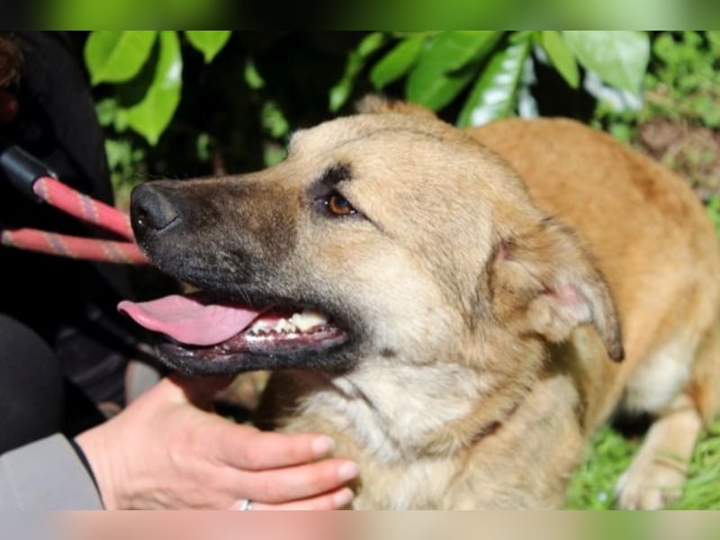 Zeebo - Z wie Zuckersüß und Zauberhaft