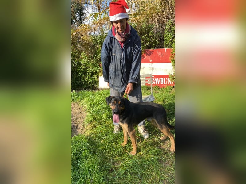 Robin - (Dringend Zuhause oder Pflegestelle gesucht) Ein unbeschriebenes Blatt...