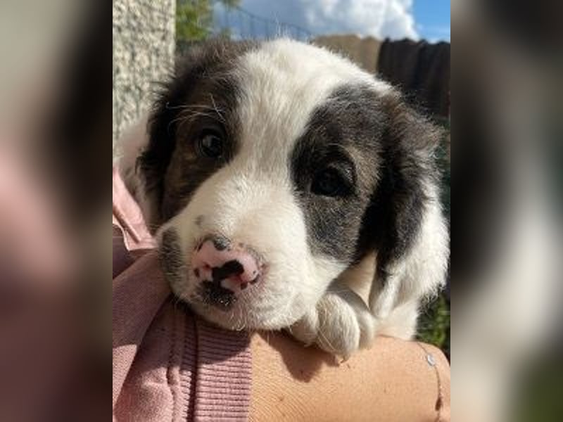 Ingo -  Neunmal werden wir noch wach...