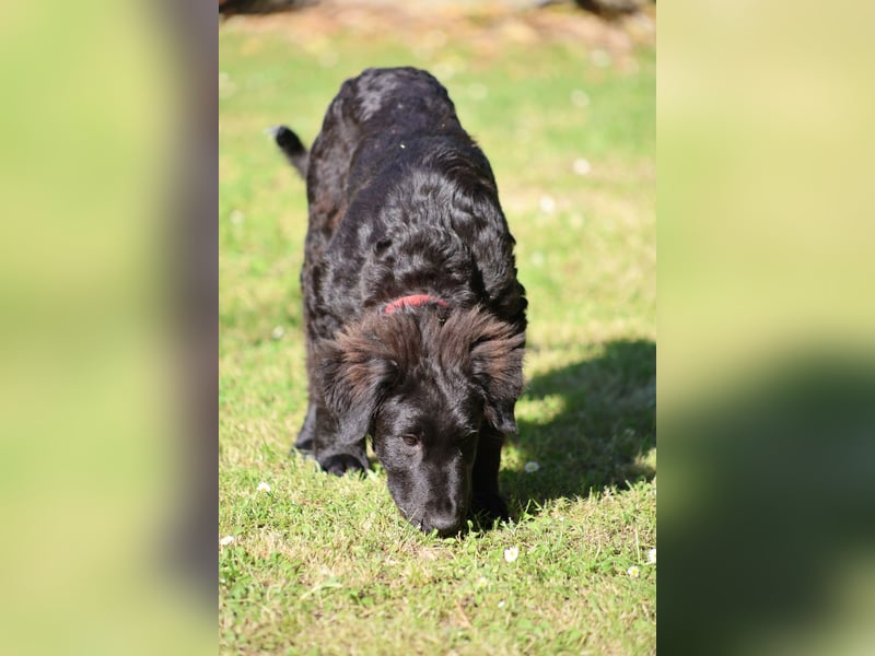 Thor - bereit für sein ganz persönliches Donnerwetter an Liebe