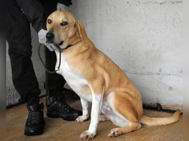 Wiper - Menschisch A1 - Wiper sucht Lehrer