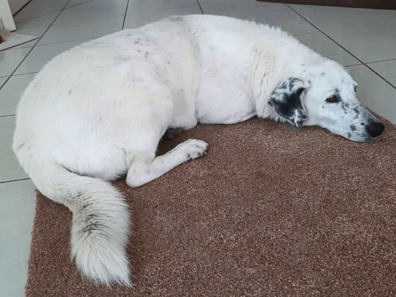 Gina - SOS - Dringend neues Zuhause oder Pflegestelle gesucht - Auch sie droht alles zu verlieren