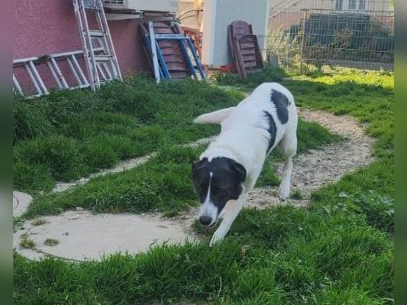 Fioretta - Notfall - 2. Lebensglück gesucht