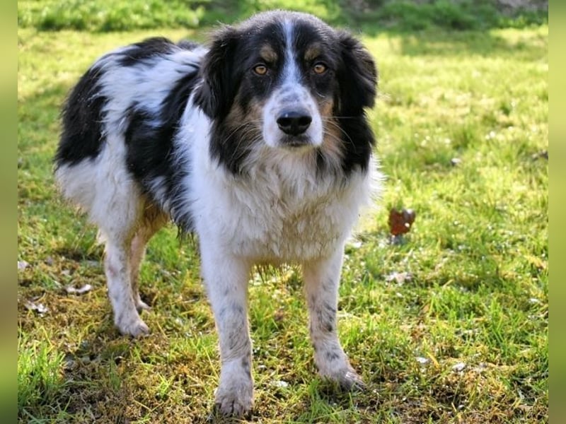 Collin - Wer Vertrauen hat, erlebt jeden Tag Wunder