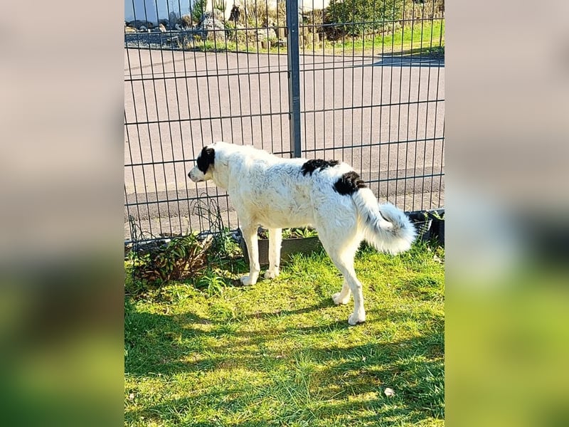 Marni - Dieses Herz hat schon zu lange gewartet