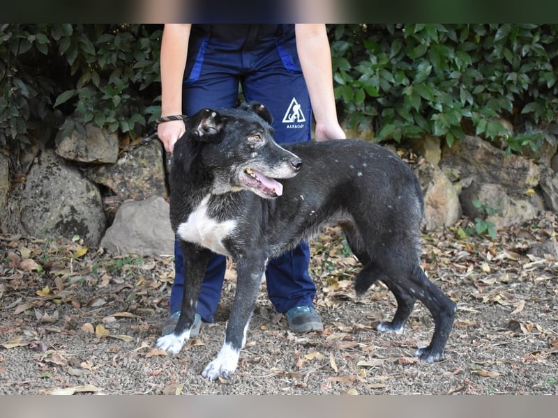 Elowen - eine Tänzerin im Mondlicht, bis die Sonne die Träume verjagt