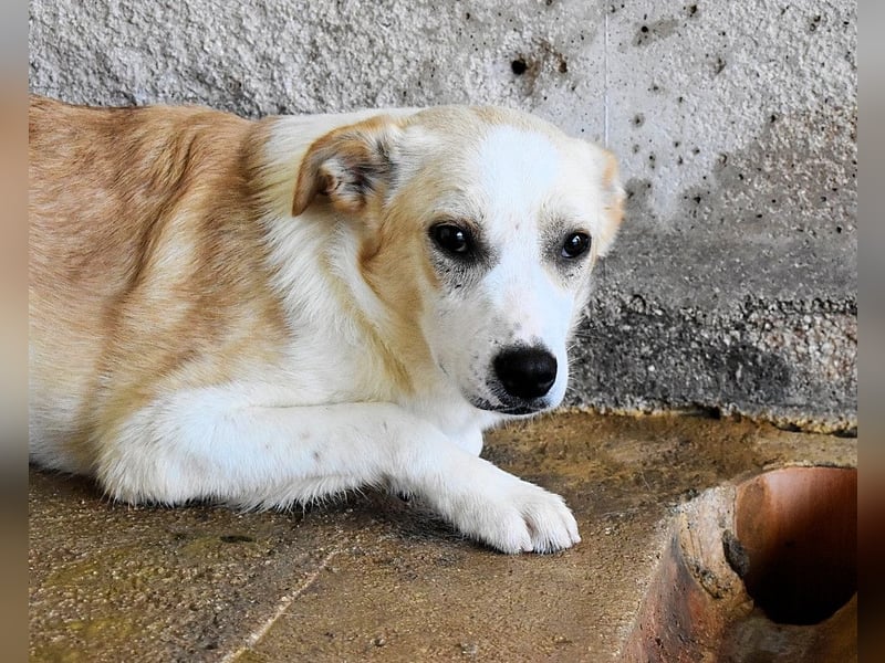 Simbad - Laute Fragen ? Leise Wünsche