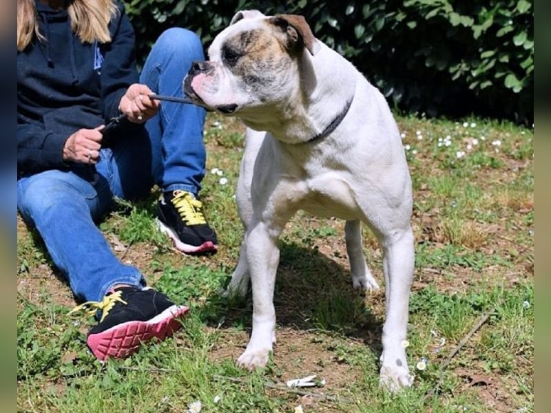 Nickolaus - Alle guten Dinge sind drei