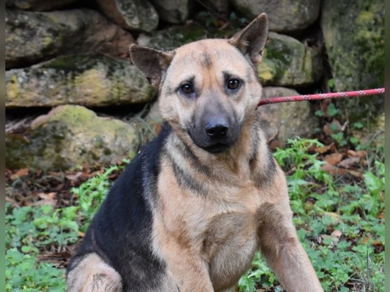 Alvida - warum tun sie das?