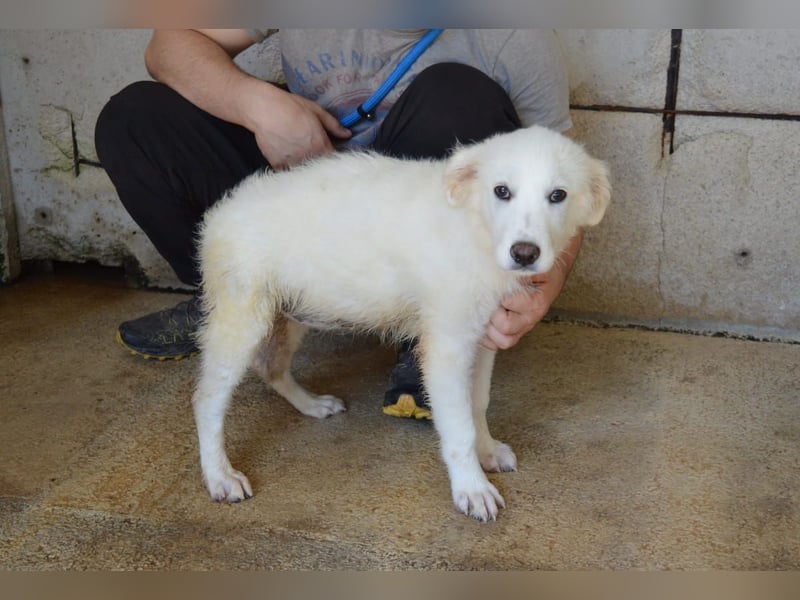 Pixie - Du wirst sie kennenlernen, die schöne Welt