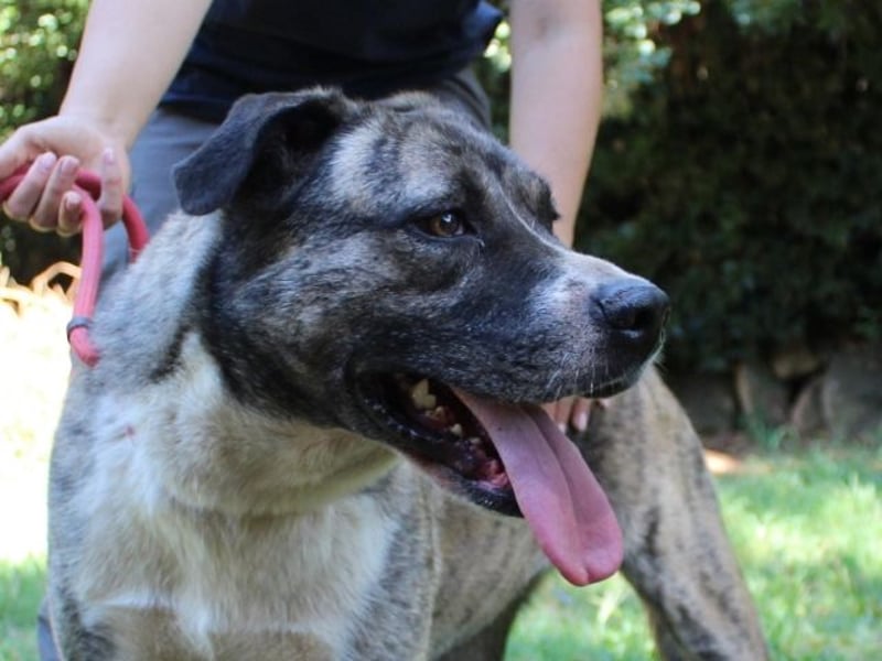 Fionella - Tigerchen sucht Familie