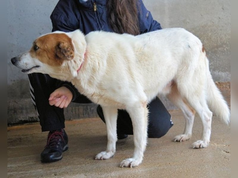 Elpidius - Ein Ziel ohne Plan bleibt nur ein Wunsch