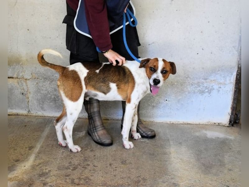 Olli - Quirliges Hundekind braucht dringend Familie