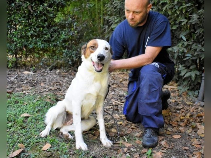 Miah - wohn"haft" in einem Hundelager