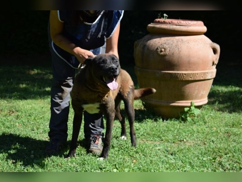 Chufo - ein Energiebündel