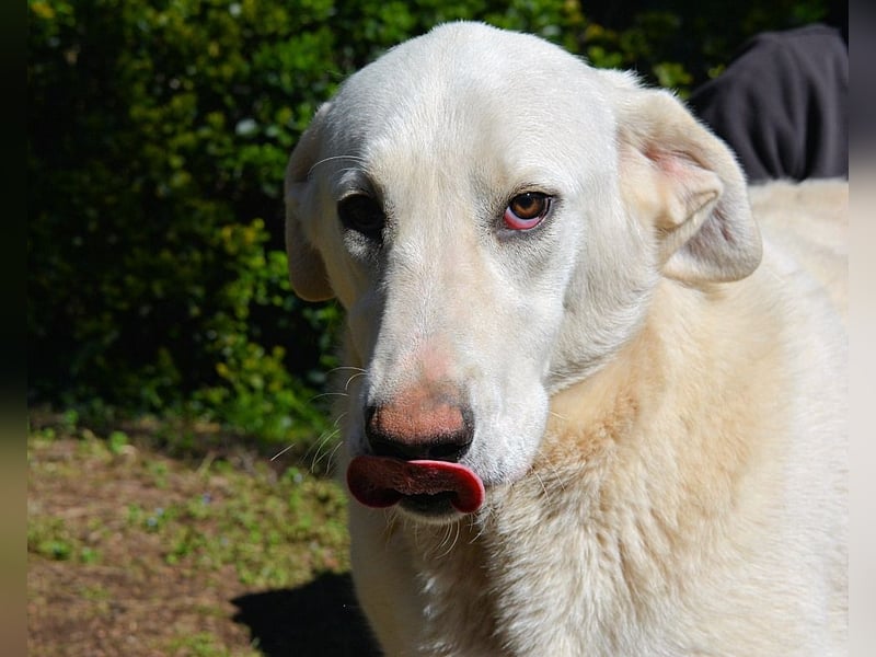 Scoutie - Ein riesiges Missverständnis!