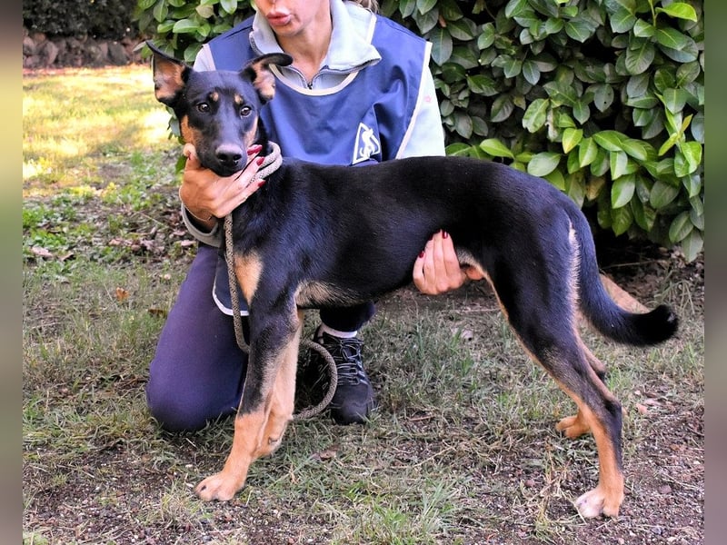 Drifa - vorsichtiges Hundemädchen auf der Suche nach Geborgenheit