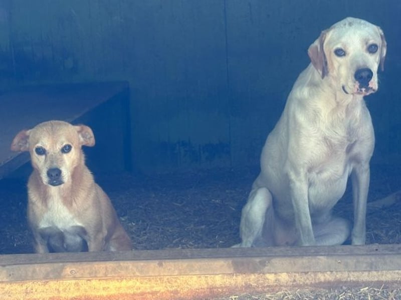 Geoff - Schau ihm in die Augen