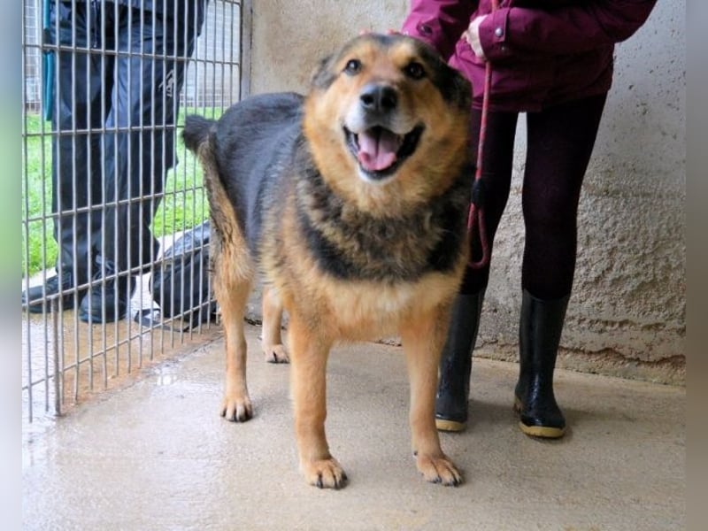 Annalise - Eine liebevolle Gefährtin sucht ihren Menschen Annalise - Eine liebevolle Gefährtin sucht ihren Menschen